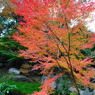 20111129_12_長岡天満宮