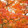 20111129_17_長岡天満宮