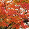 20111129_18_長岡天満宮