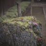 平林寺紅葉3