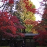 平林寺紅葉7