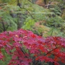 平林寺紅葉11