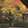 平林寺紅葉12