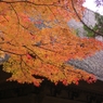 平林寺紅葉13