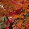 平林寺紅葉14