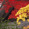 平林寺紅葉17