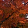 ライトアップはじめ頃