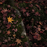 Golden maple