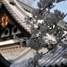 尾道～大山寺