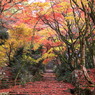 紅葉と落葉のジュータン