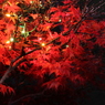 夜楓