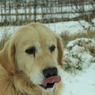 初雪散歩Ⅳ