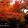 2011紅葉5