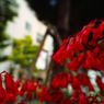 花壇