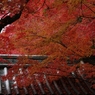 紅葉の屋根