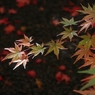 散る紅葉