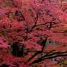 光明寺参道の紅葉