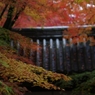 光明寺薬医門にかかるもみじ