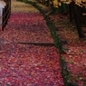 紅葉回廊