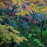 苔寺