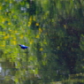 IMGP3270