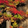 早く紅くな～れ