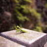 狸谷のカマキリ
