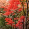 平林寺の紅葉