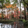 平林寺の紅葉３