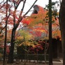 平林寺の紅葉１０