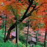 大興善寺の紅葉