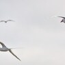 Red-Billed Tropicbird アカハシネッタイチョウ