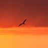 Magnificent Frigatebird アメリカグンカンドリ