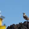 20111113_Galapagos 1280