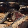 Marine Iguana ウミイグアナ