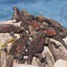 Marine Iguana ウミイグアナ