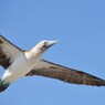 Blue Footed Booby アオアシカツオドリ