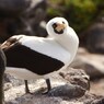 Nazca Booby ナスカカツオドリ