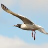 Swallow Tailed Gull アカメカモメ