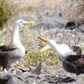 Waved Albatross アホウドリ