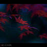 紅。