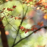 木漏れ日と紅葉