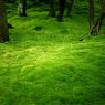 MOSS GREEN