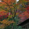 つつじ寺の紅葉