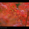 2011 紅葉