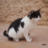 ロンダの猫