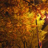 夜間紅葉