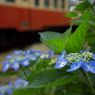 高滝駅の額紫陽花