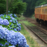 紫陽花の待つ駅