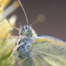 blue eye